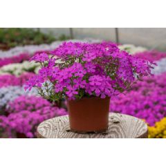 Floks szydlasty 'Spring Purple'